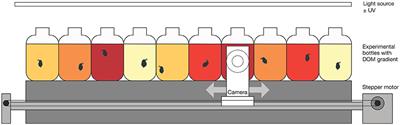 Water Browning Influences the Behavioral Effects of Ultraviolet Radiation on Zooplankton